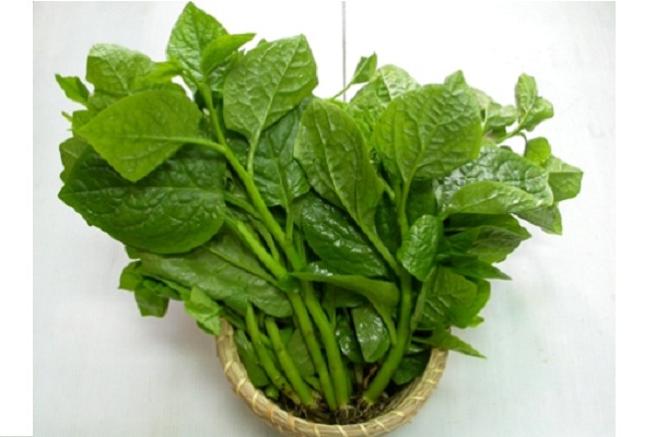 hạt giống rau mồng tơi cao sản