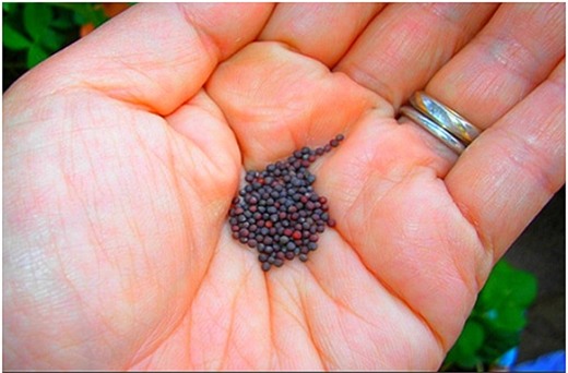 hạt giống mầm củ cải trắng3