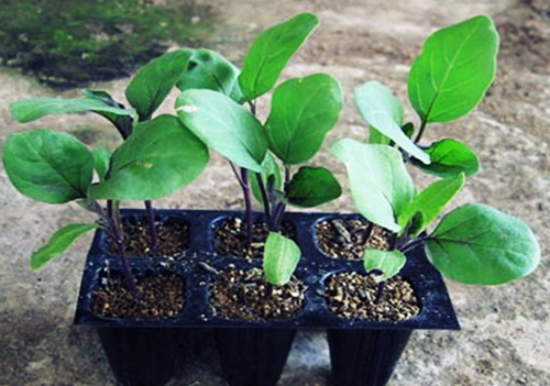 Cách ươm trồng hạt giống  cà bát tím2