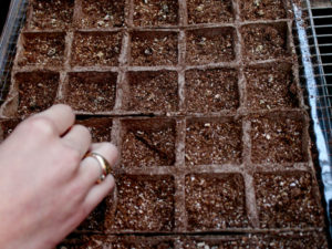 Cách ươm trồng hạt giống cải nếp cúc2