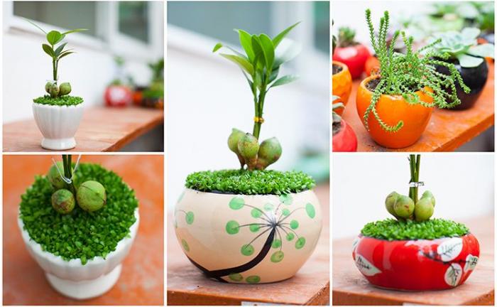 Cây trồng trong nhà mang tài lộc dồi dào2