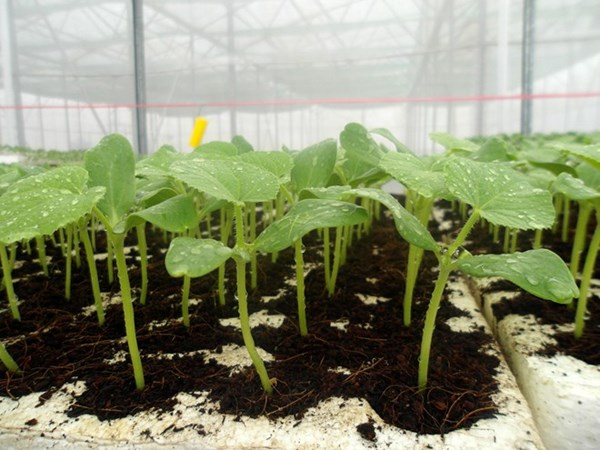 Cách ươm trồng hạt giống dưa lưới LS - 1555 F12