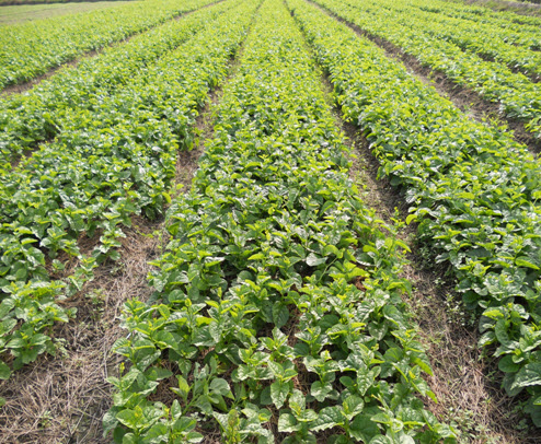 Cách trồng hạt giống rau mồng tơi cao sản 3