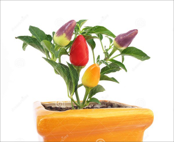 hạt giống ớt ngũ sắc