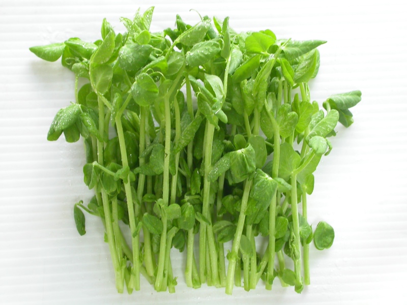 hạt giống rau mầm đậu Hà Lan