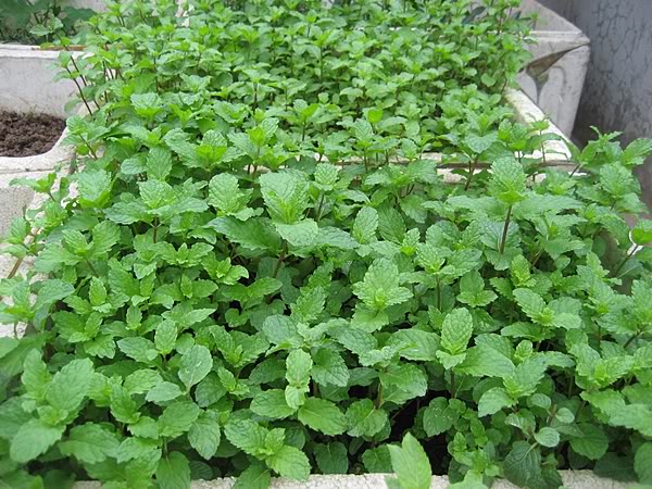 hạt giống húng lùi, húng bạc hà ta3