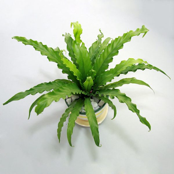 Cây ổ phụng / Ráng tổ quạ