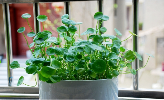 cỏ đồng tiền mua ở đâu3