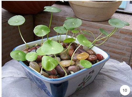 cỏ đồng tiền mua ở đâu4