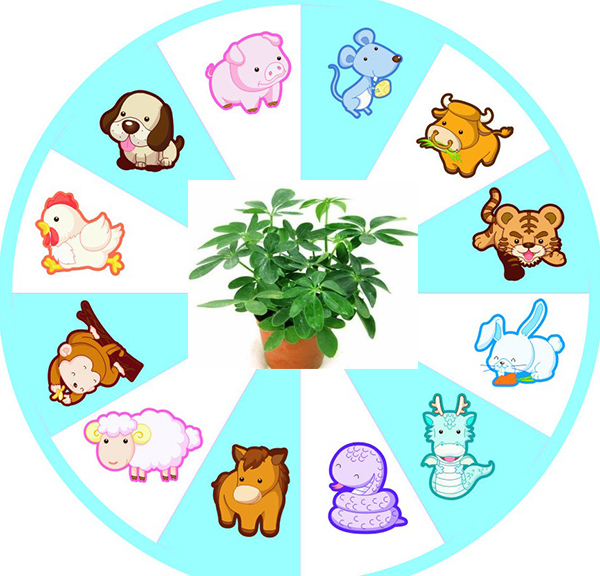 Loại cây trồng phù hợp phong thủy cho 12 con giáp1