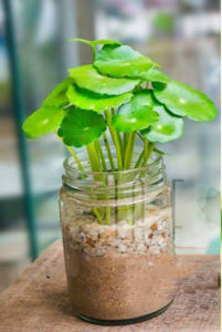 cỏ đồng tiền là cây gì8