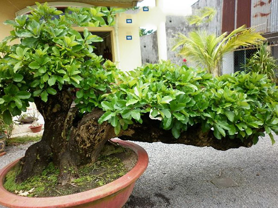 Cho thuê cây lộc vừng 1