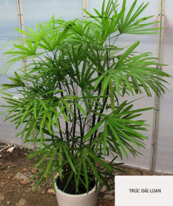 cây trúc mây Đài Loan1