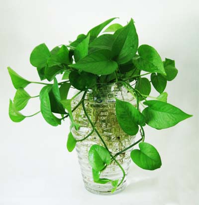 1402361880_trau-ba-nuoc