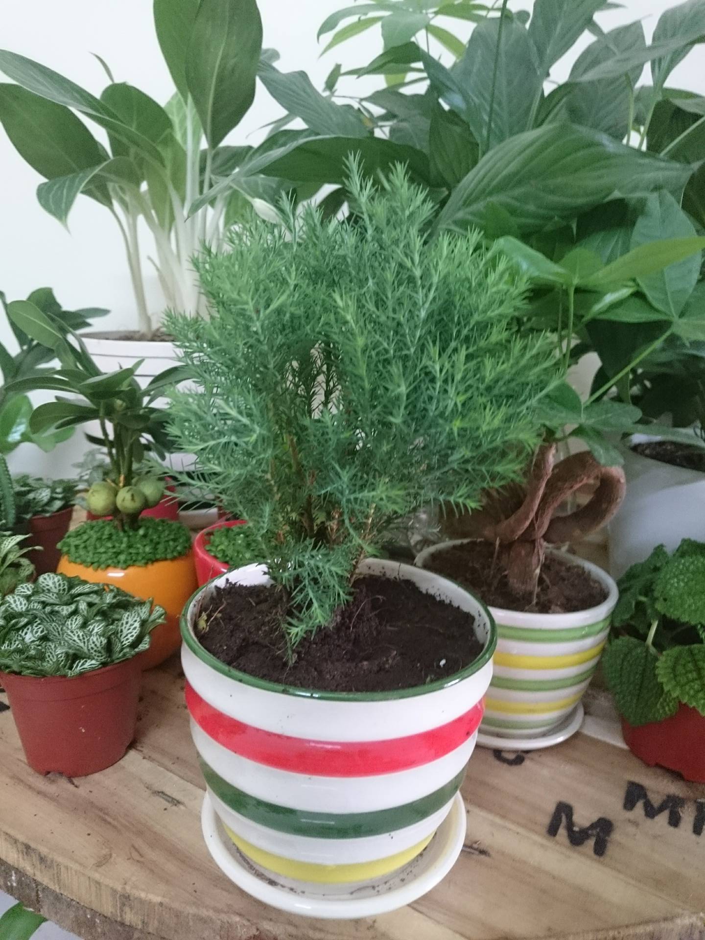 cây tùng bồng lai