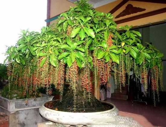 1465012746_hoa-loc-vung