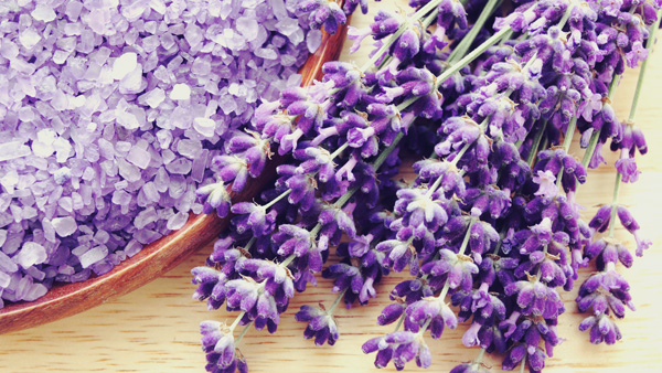 ý nghĩa hoa oải hương trong tình yêu