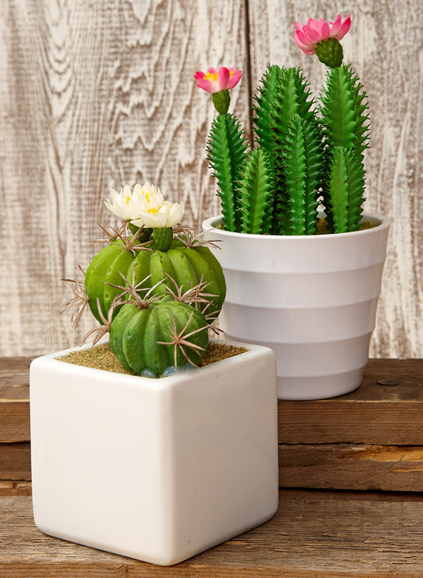 cây xương rồng cảnh8