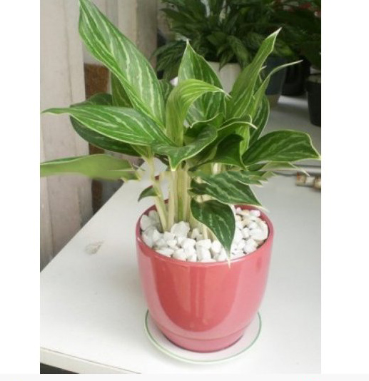 cho thuê cây bạch mã hoàng tử2