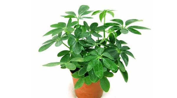 Cây ngũ gia bì để bàn3