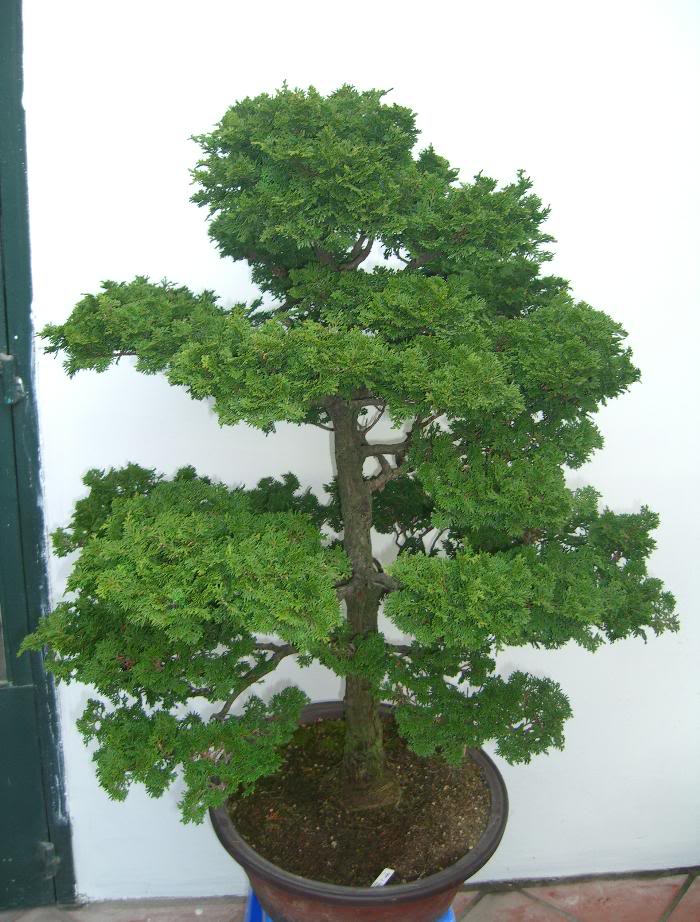 cây trắc bách điệp3