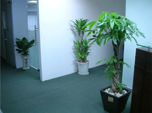 cho thuê cây kim ngân2