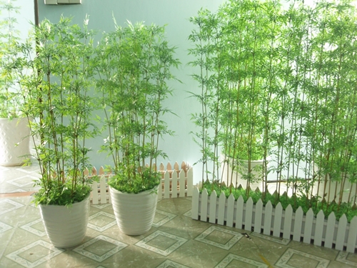 Những loại cây xanh làm hàng rào đẹp