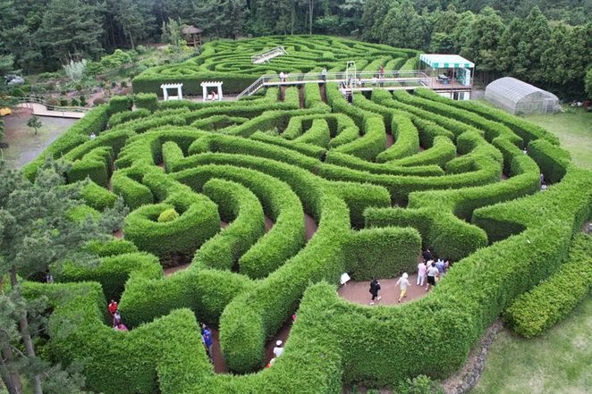 Những loại cây xanh làm hàng rào đẹp