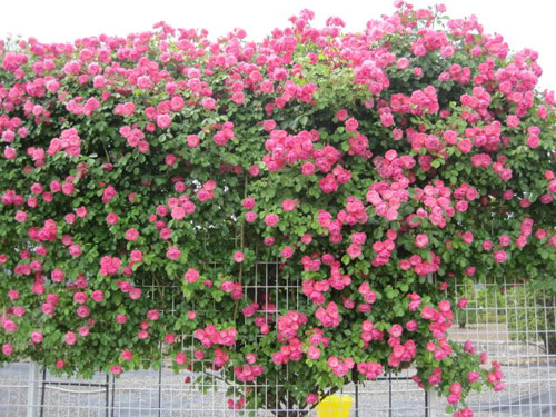 Những loại cây xanh làm hàng rào đẹp