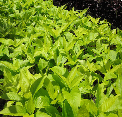 Cách trồng và chăm sóc cây bạch tạng 