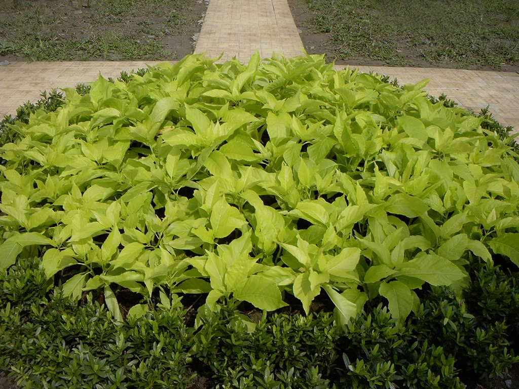 Cách trồng và chăm sóc cây bạch tạng 