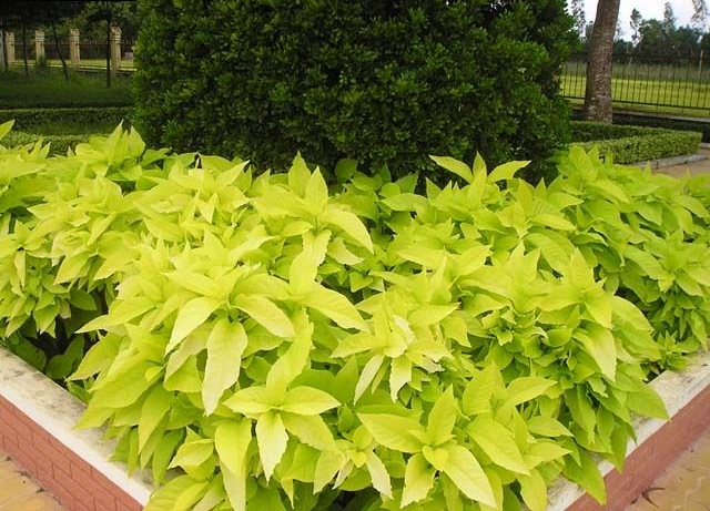 Cách trồng và chăm sóc cây bạch tạng 