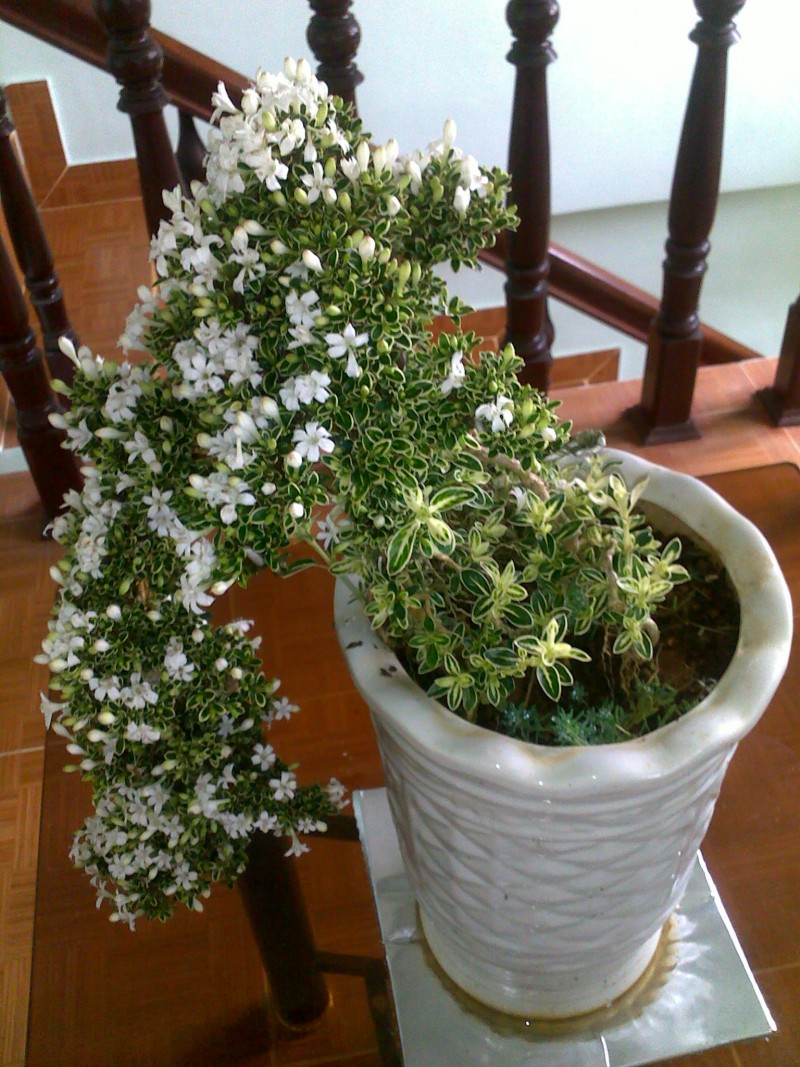 Cách trồng và chăm sóc cây tuyết mai cho hoa đẹp