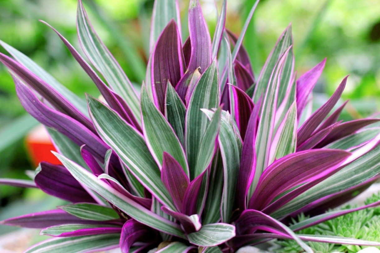 Cách trồng và chăm sóc cây bảy sắc cầu vồng