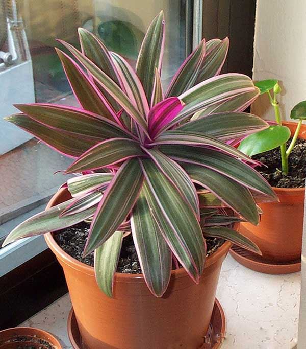 Cách trồng và chăm sóc cây bảy sắc cầu vồng