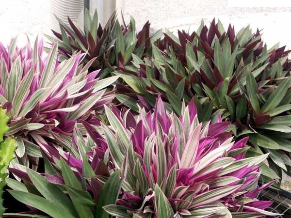 Cách trồng và chăm sóc cây bảy sắc cầu vồng