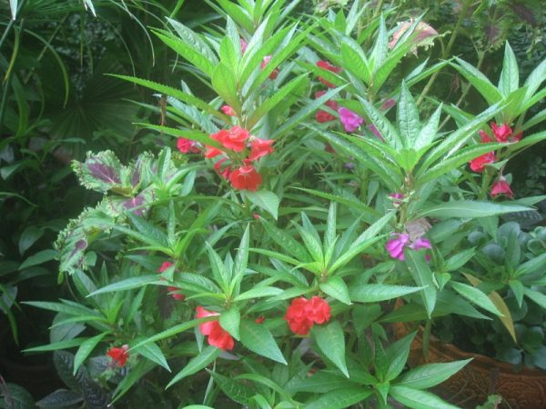 Cây hoa bóng nước