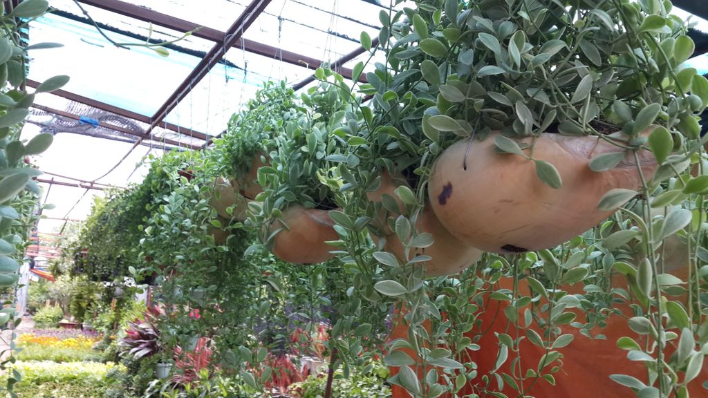 Cách trồng và chăm sóc cây đô la chậu treo