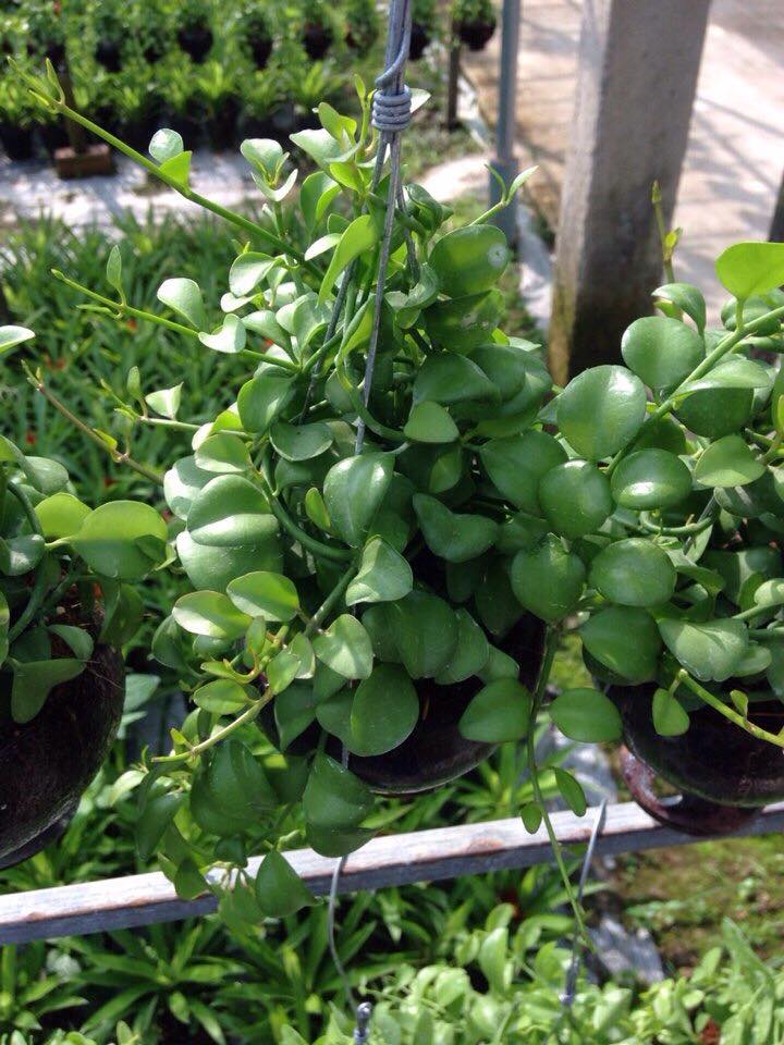 Cách trồng và chăm sóc cây đô la chậu treo