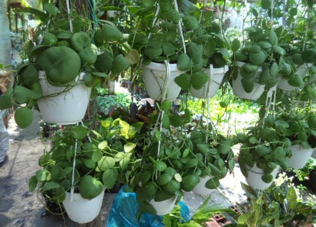 Cách trồng và chăm sóc cây đô la chậu treo