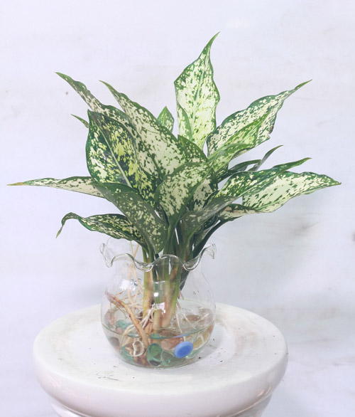 Cách trồng và chăm sóc cây ngọc ngân trong nước