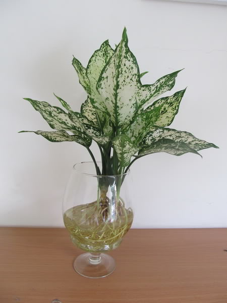 Cách trồng và chăm sóc cây ngọc ngân trong nước