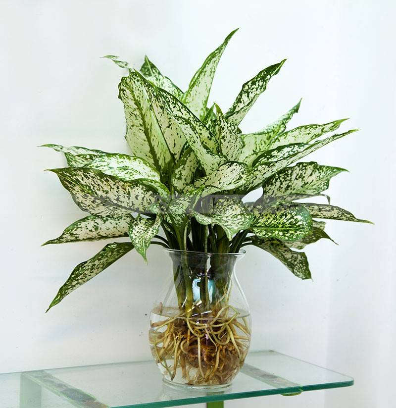 Cách trồng và chăm sóc cây ngọc ngân trong nước