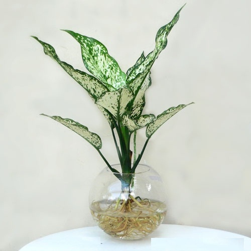 Cách trồng và chăm sóc cây ngọc ngân trong nước