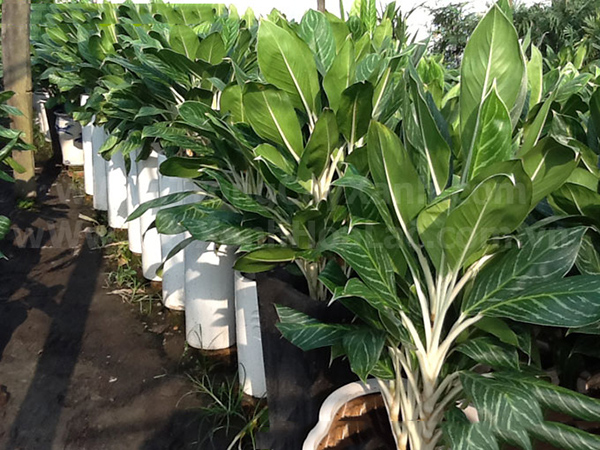 cho thuê cây bạch mã hoàng tử4