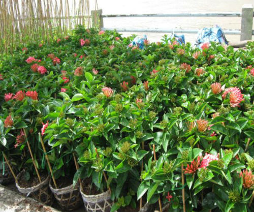 cay-bong-trang-my-mau-hong