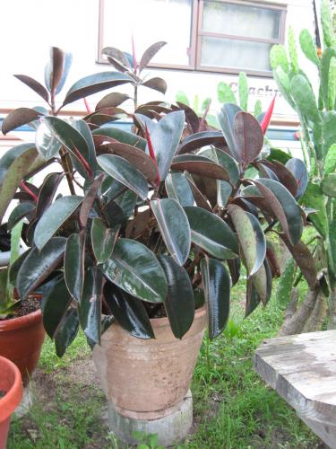 Cây đa búp đỏ sự trường tồn mãi mãi