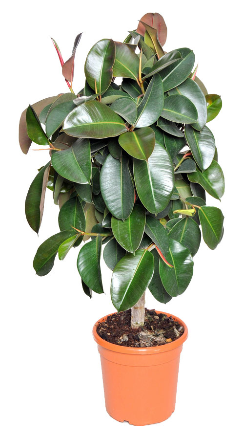 Cây đa búp đỏ sự trường tồn mãi mãi