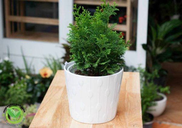 cây trắc bách diệp