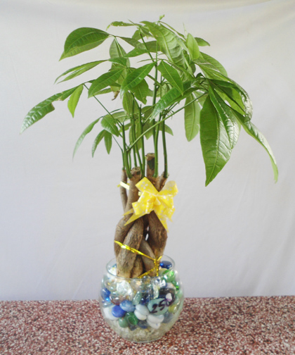 cay-kim-ngan-de-ban-ruoc-loc-vao-nha-4